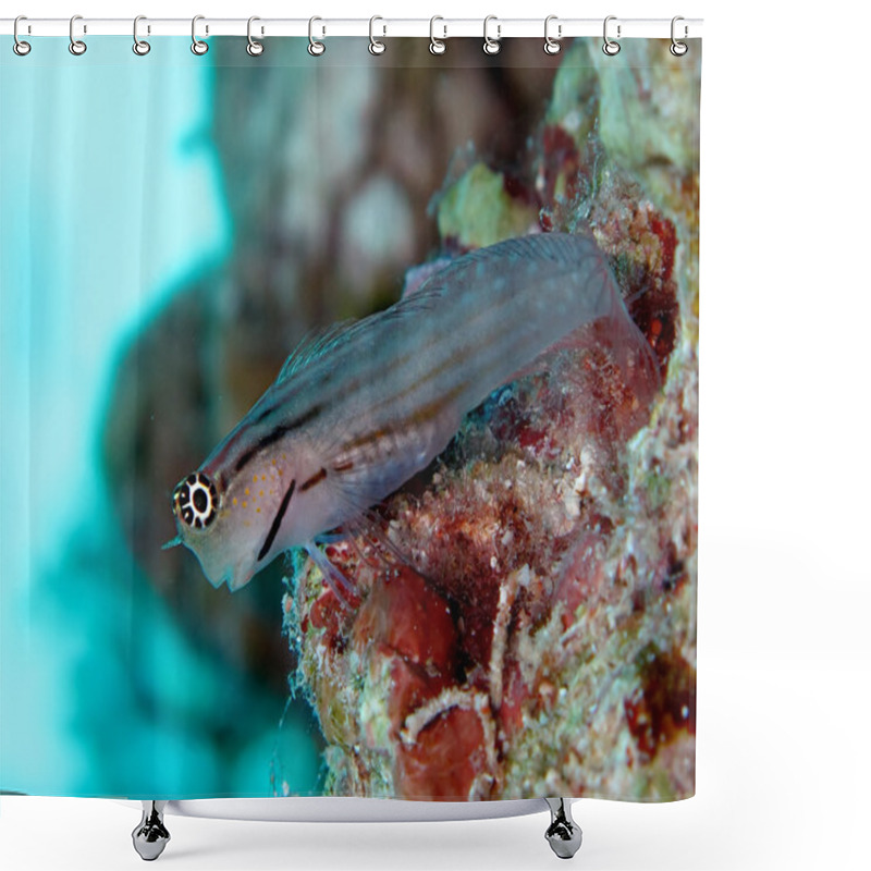 Personality  Red Sea Combtooth Blenny. (Ecsenius Dentex) Shower Curtains