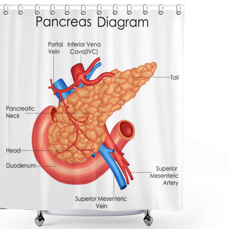 Personality  Medical Education Chart Of Biology For Pancreas Diagram Shower Curtains