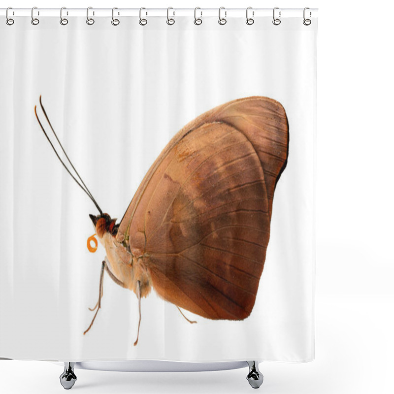 Personality  The Male Grecian Shoemaker Butterfly With Closed Wings Is Isolated On White Shower Curtains