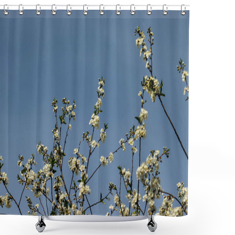 Personality  Cherry Blossom Branches In Full Bloom, With Soft Pink Flowers Set Against A Clear Blue Sky. A Vibrant And Serene Representation Of Spring And Nature's Beauty. Shower Curtains