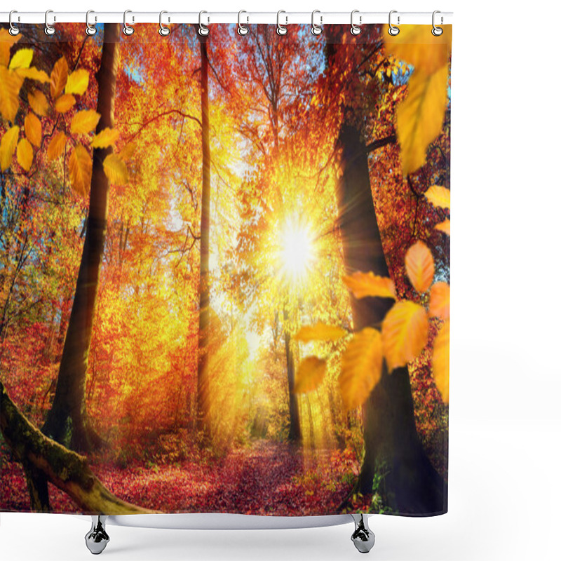 Personality  Beautiful Autumn Sunlight In A Forest Shower Curtains