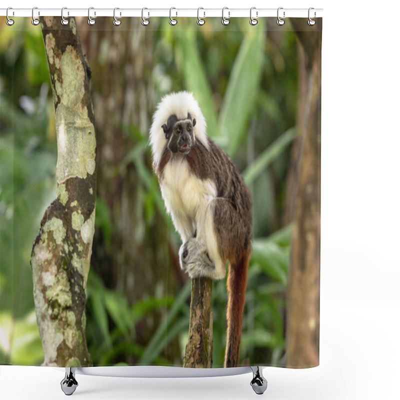 Personality  Cotton Top Tamarin Monkey - Saguinus Oedipus - Sitting On Top Of A Tree Branch Shower Curtains