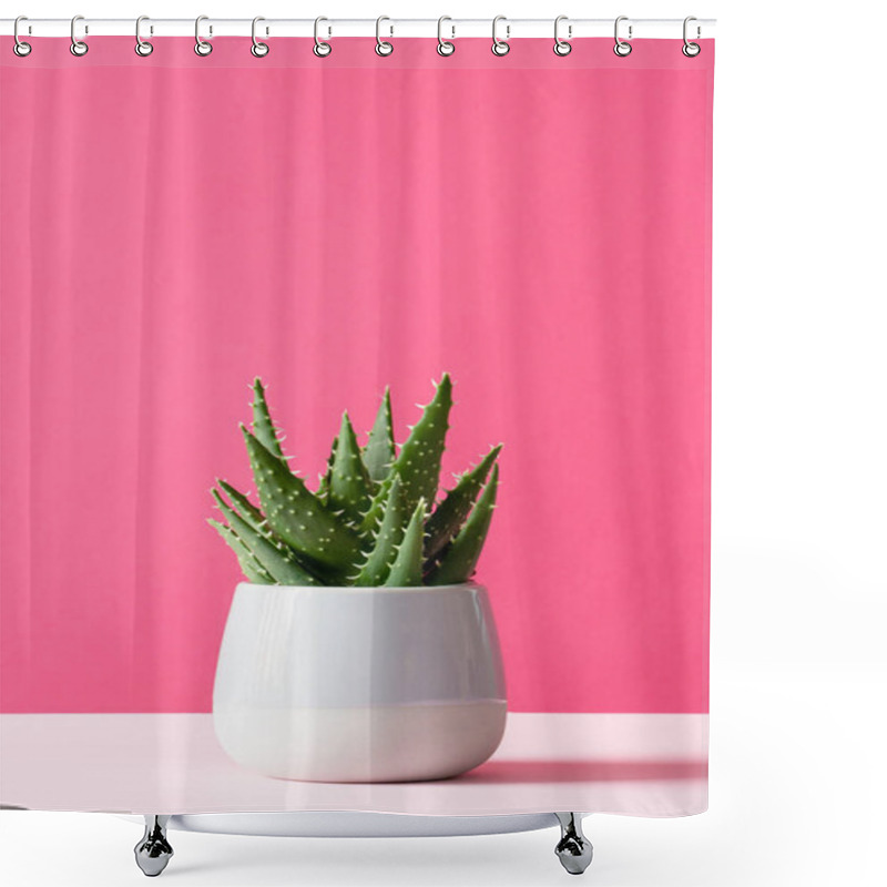 Personality  Aloe Cactus On Pink Background Succulent Plant In Pot Copy Space Minimal Summer Still Life Concept Shower Curtains