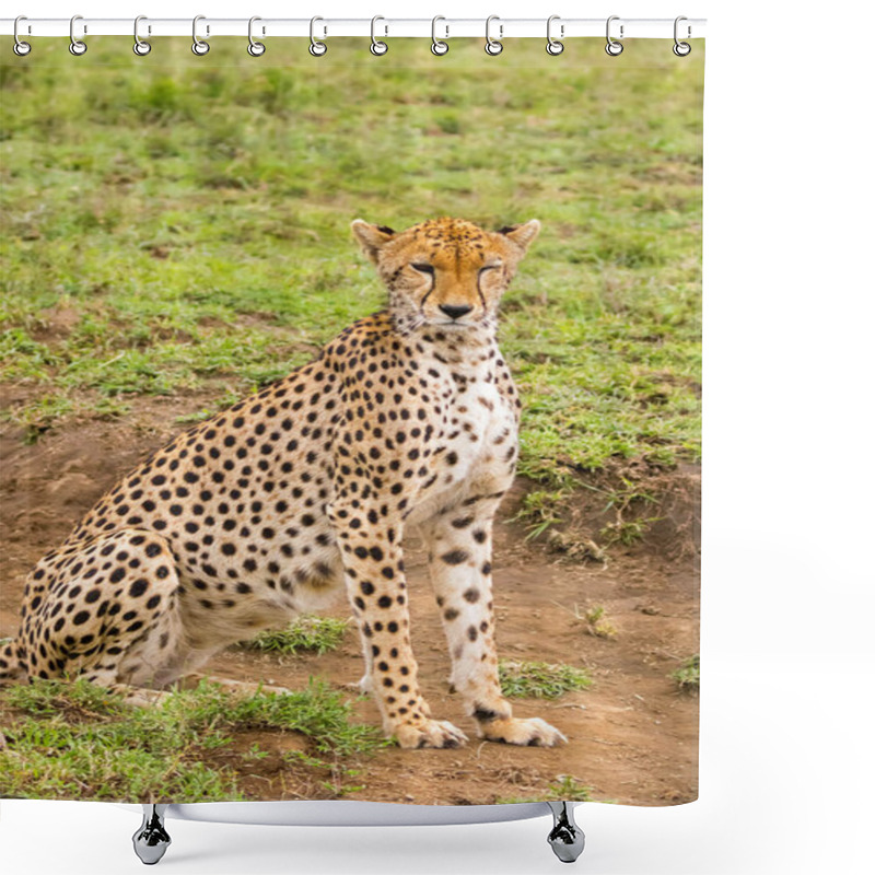 Personality  Cheetah With Black Tear Line, Fastest Land Animal With Spotty Markings Sitting In Open Grassland At Serengeti National Park In Tanzania, East Africa Shower Curtains