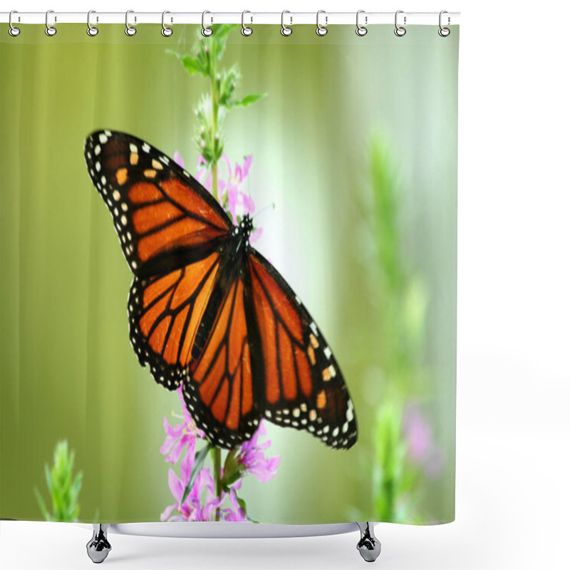 Personality  Feeding Monarch Butterfly Shower Curtains