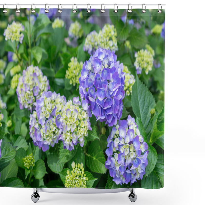 Personality  Blue Hydrangea Flowers Blooming In Early Summer. Shower Curtains