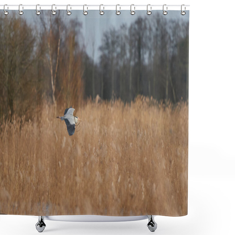 Personality  Grey Heron (Ardea Cinerea) Flying Low Over A Reed Bed Whilst Collecting Nesting Material At Ham Wall In Somerset, England, United Kingdom. Shower Curtains