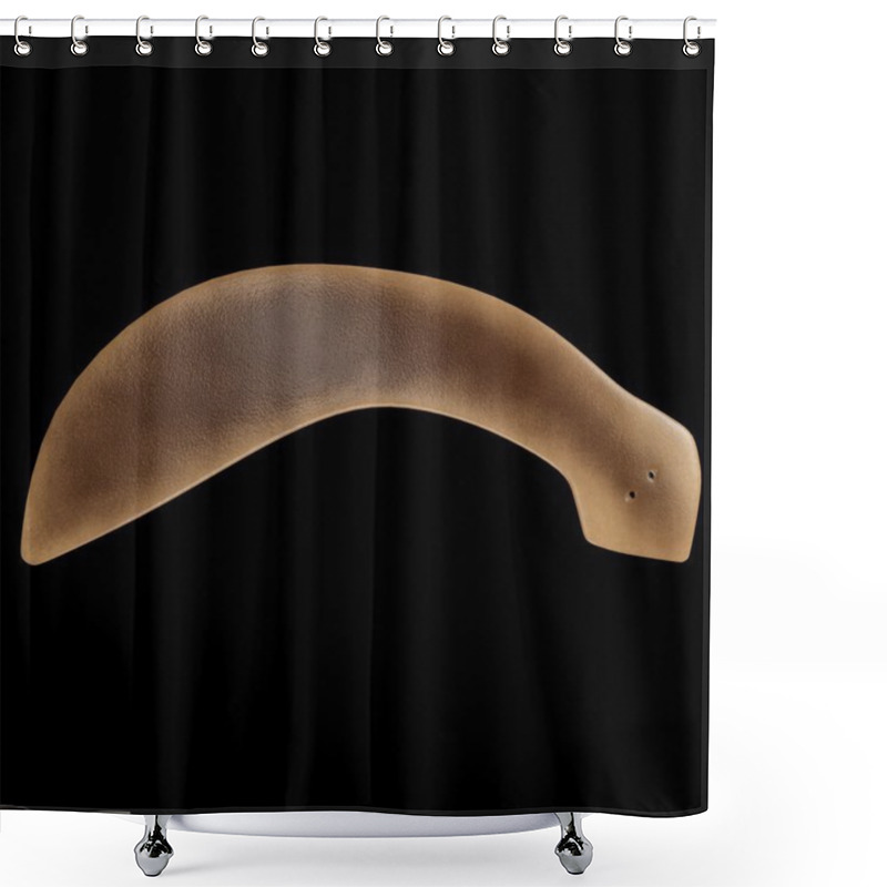 Personality  Dugesia Planarian Section Shower Curtains