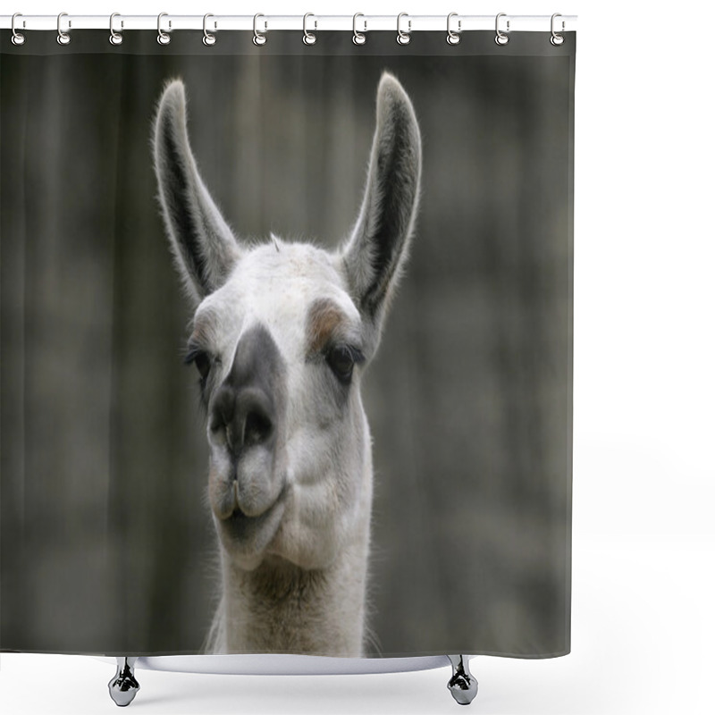 Personality  Funny Closeup Portrait Of Llama Shower Curtains