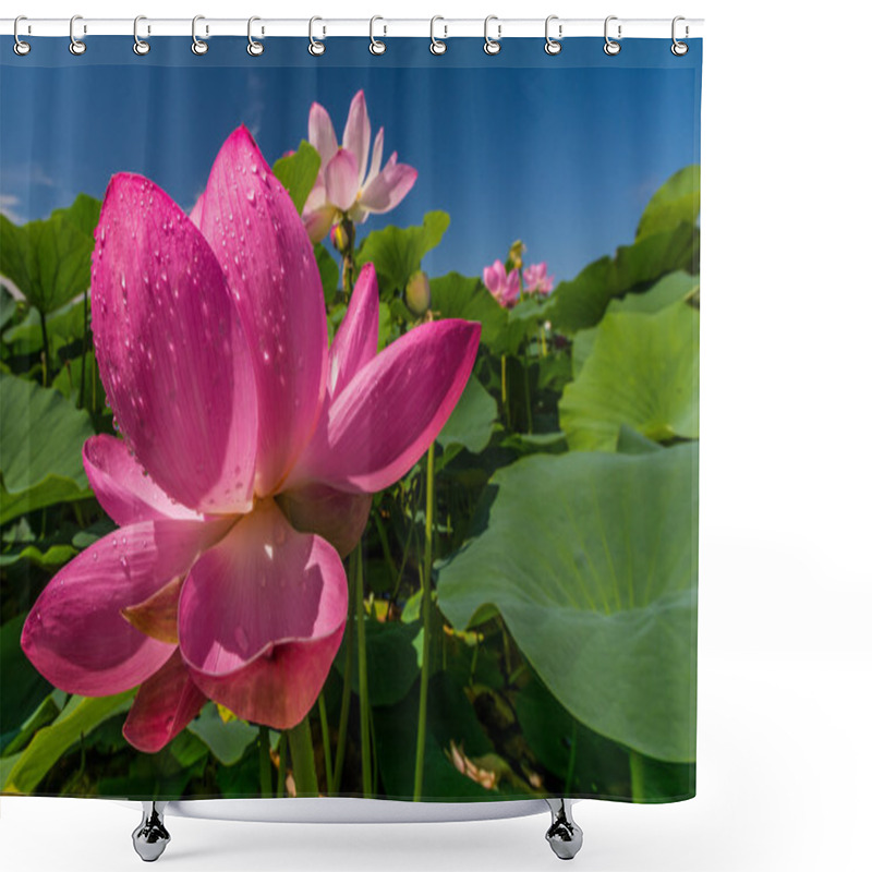 Personality  The Lake Of Lotus Flowers Shower Curtains