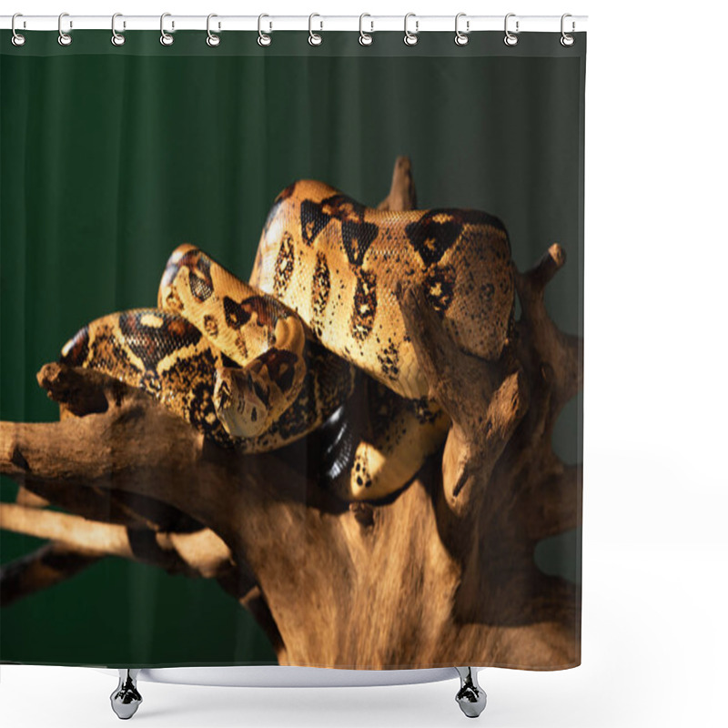 Personality  Selective Focus Of Python Twisted Around Wooden Log With Sunlight Isolated On Grey Shower Curtains