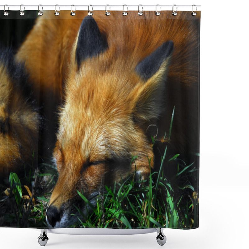 Personality  Red Fox (Vulpes Vulpes) Shower Curtains