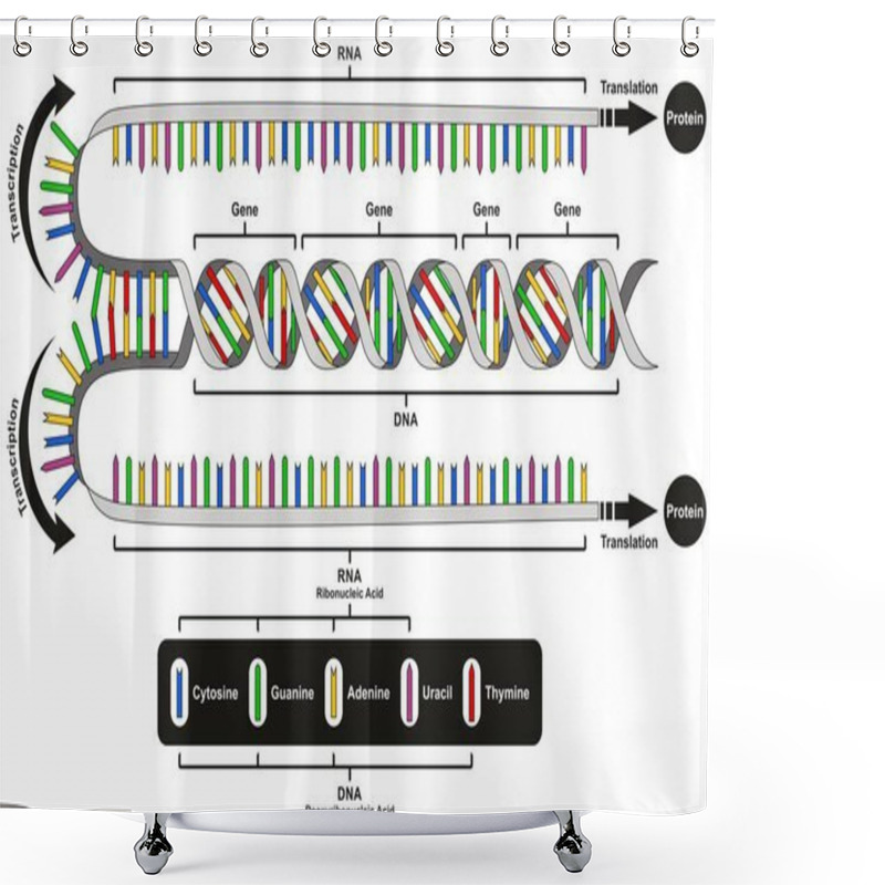 Personality  Central Dogma Of Gene Expression Infographic Diagram Showing The Process Of Transcription And Translation From DNA To RNA To Protein And How It Form For Genetic Medical Science Education Shower Curtains