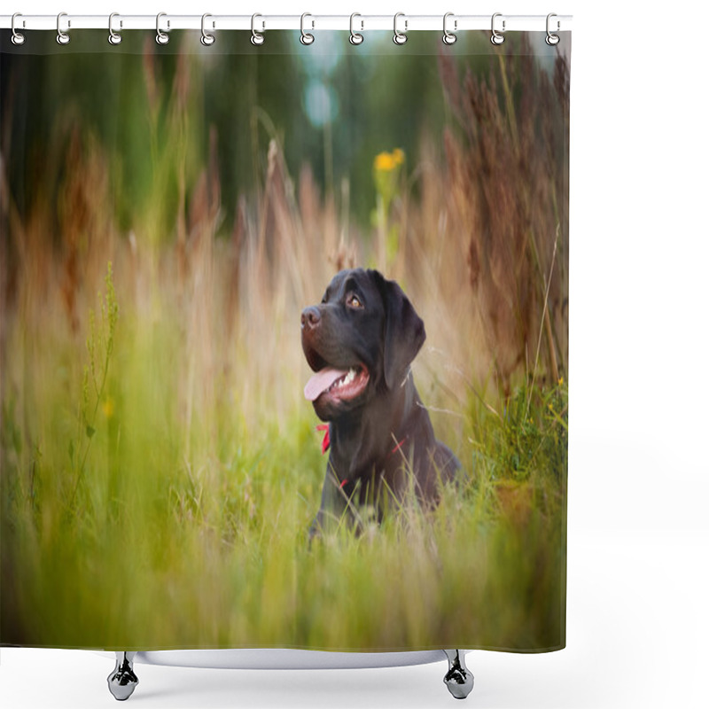 Personality  Brown Labrador Lying Shower Curtains