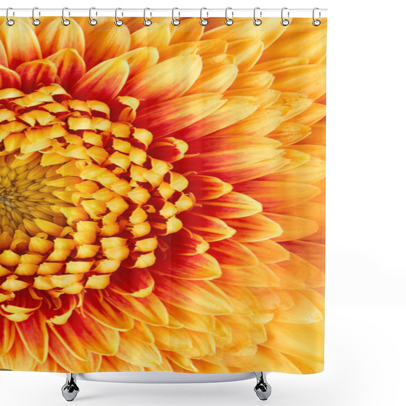 Personality  Gerbera Flower Closeup. Many Petals Shower Curtains