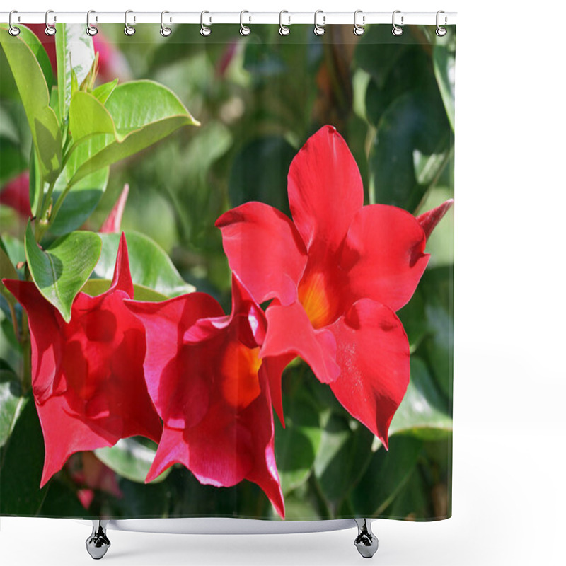 Personality  Beautiful Botanical Shot, Natural Wallpaper Shower Curtains