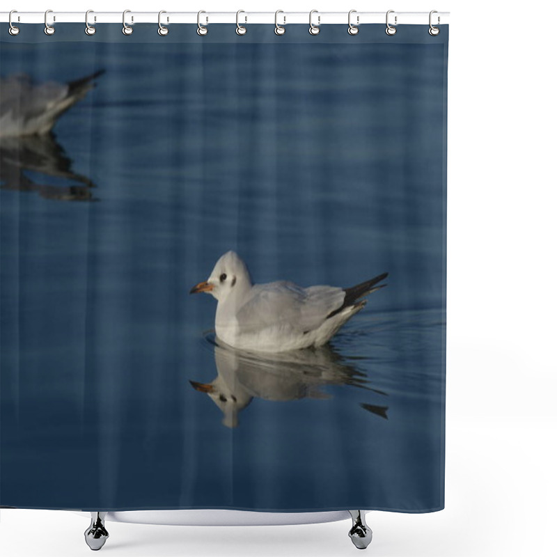 Personality  Black-headed Gull - (Chroicocephalus Ridibundus)  Shower Curtains