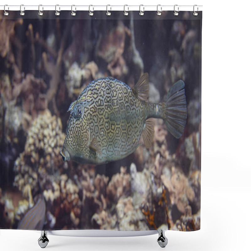 Personality  Honeycomb Cowfish Shower Curtains