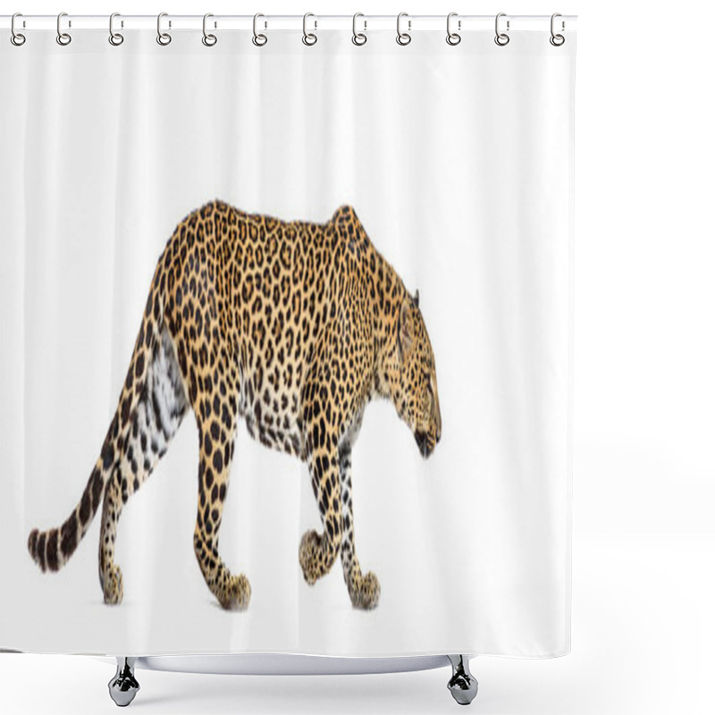 Personality  Side View Of A Spotted Leopard Walking Away, Panthera Pardus, Isolated On White Shower Curtains