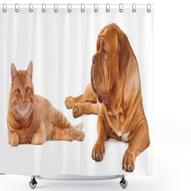 Personality  Cat And Dog Lying Close To Each Other Isolated Shower Curtains