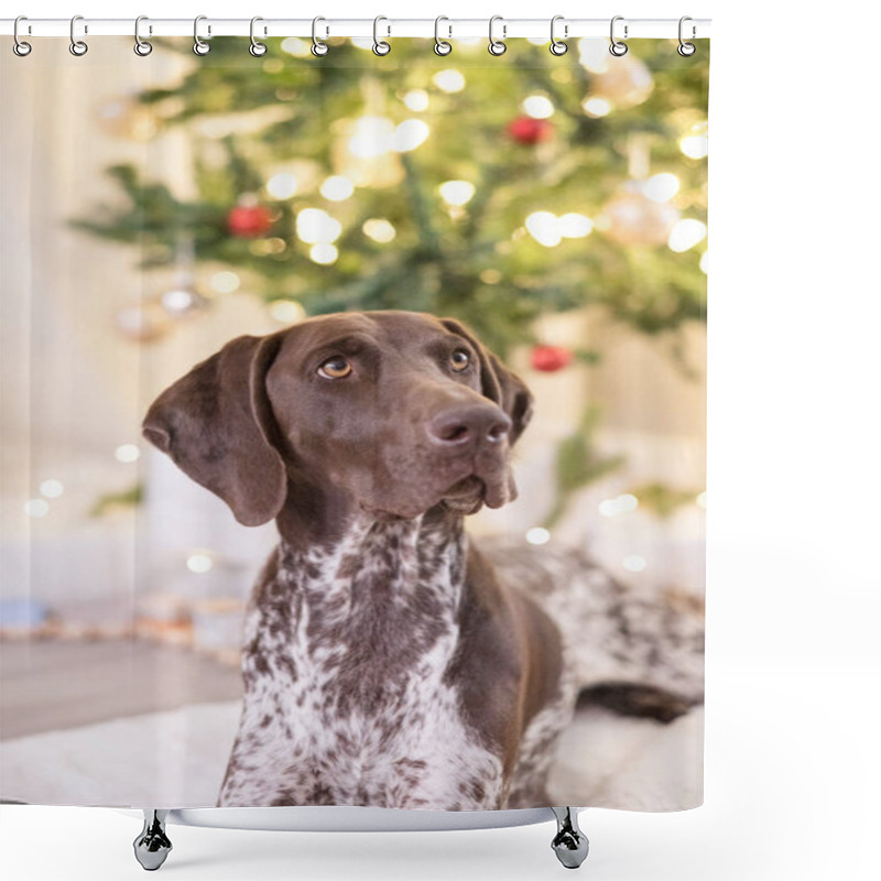 Personality  German Shorthair Pointer Laying Down In Front Of Christmas Tree Shower Curtains