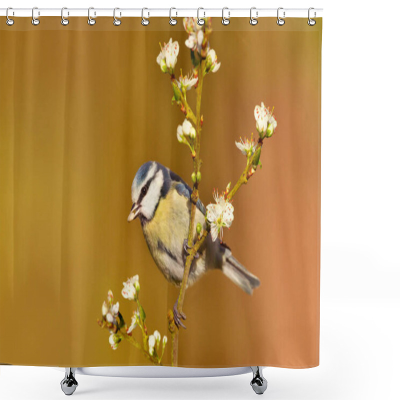 Personality  Blue Tit Perching On A Cherry Blossom Twig Branch In Spring, UK. Shower Curtains