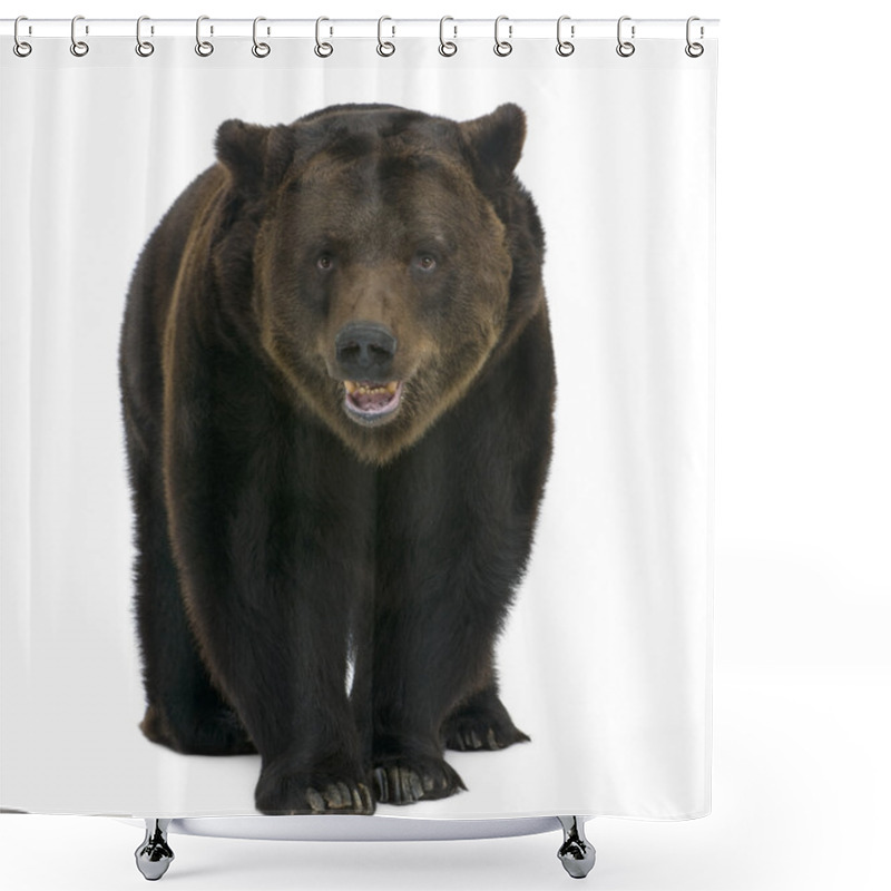 Personality  Siberian Brown Bear, 12 Years Old, Walking Against White Background Shower Curtains