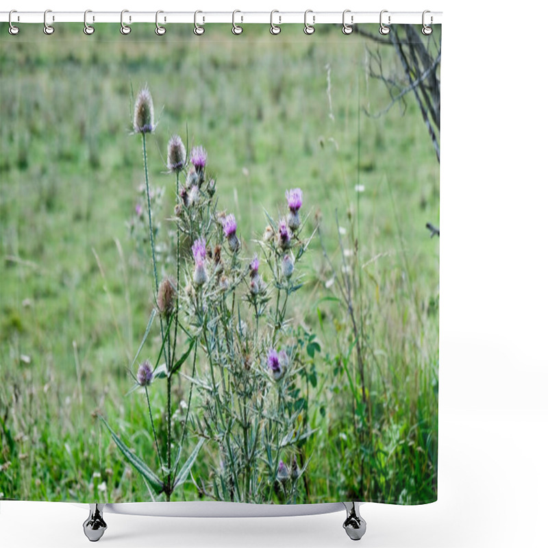 Personality  This Photo Captures A Thistle In Bloom, Showcasing Its Prickly Leaves And Purple Flowers. The Image Highlights The Beauty Of This Often-overlooked Plant, Evoking A Sense Of Wildness And Resilience. Shower Curtains