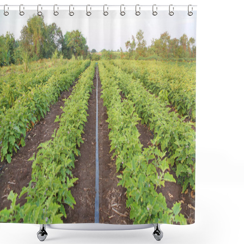 Personality  Green Fields Of Eggplant Shower Curtains