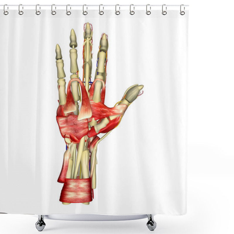 Personality  Hand Muscles Shower Curtains