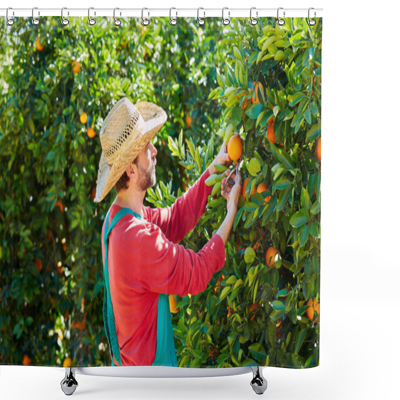 Personality  Farmer Man Harvesting Oranges In An Orange Tree Shower Curtains