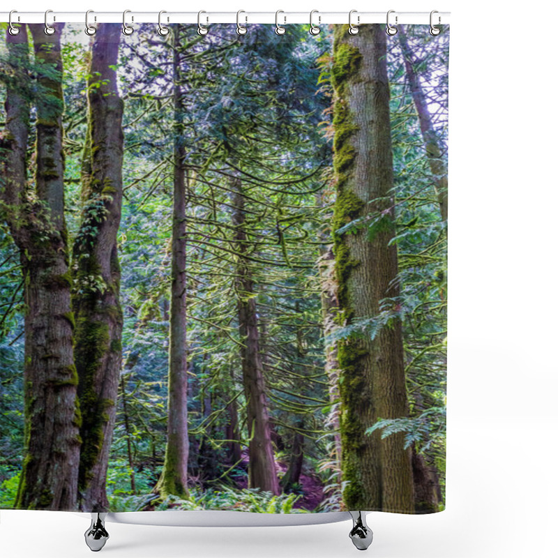 Personality  Beautiful Primeval Rain Forest With Mystical Cedar Trees Shower Curtains