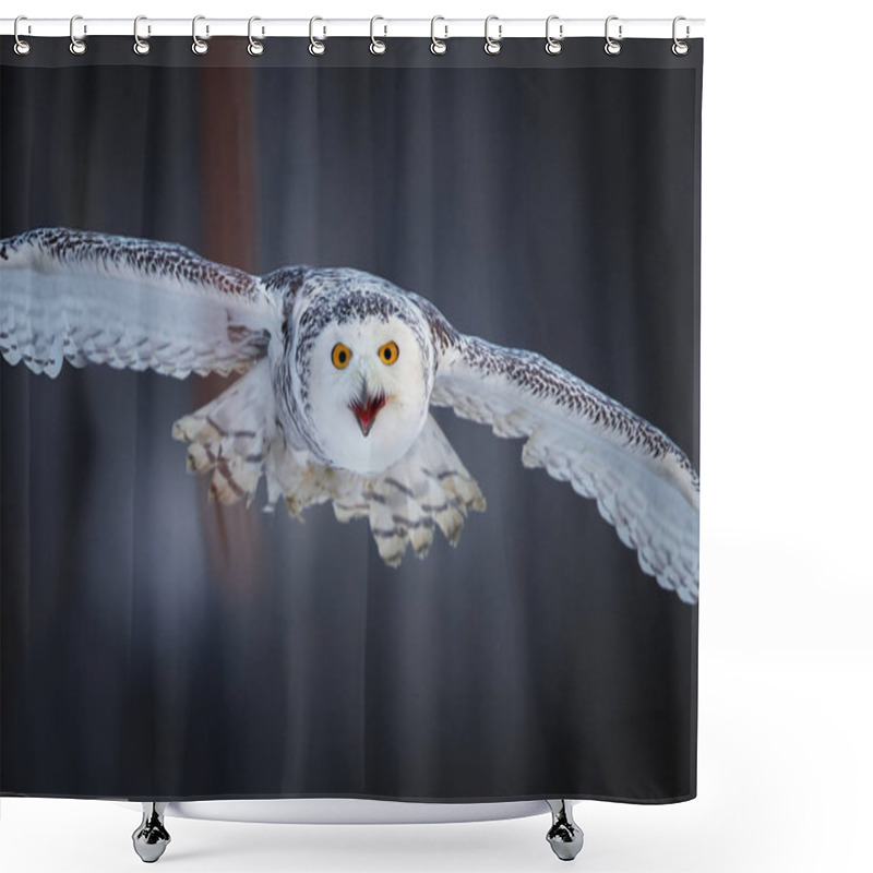 Personality  Attacking Snowy Owl Bubo Scandiacus From Direct View. Portait Of Famous White Owl With Black Spots And Bright Yellow Eyes, Flying Directly At Camera.  Animal Action Scene, Finland. Shower Curtains