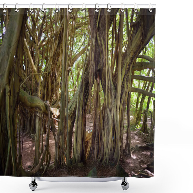 Personality  Branches And Hanging Roots Of Giant Banyan Tree Growing On Pipiwai Trail On Maui, Hawaii, USA Shower Curtains