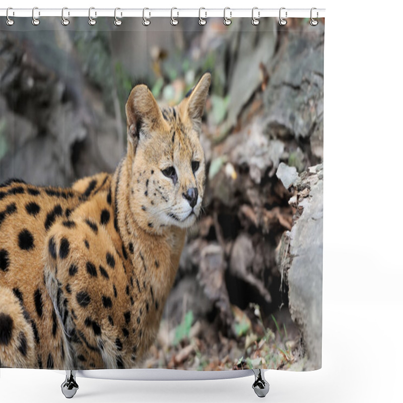 Personality  Serval Cat (Felis Serval) Shower Curtains