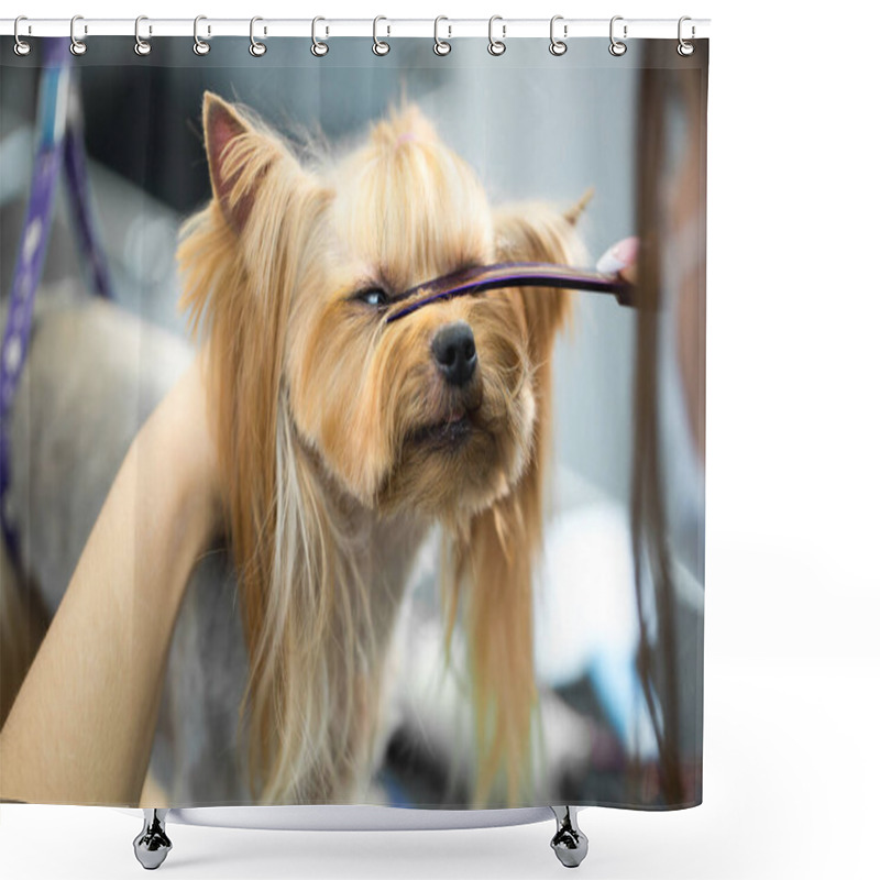 Personality  Female Groomer Haircut Yorkshire Terrier On The Table For Grooming In The Beauty Salon For Dogs. Process Of Final Shearing Of A Dogs Hair With Scissors. Shower Curtains