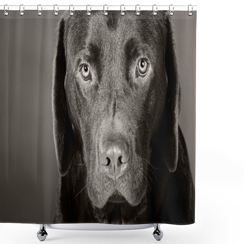 Personality  Cute Labrador Puppy Shower Curtains