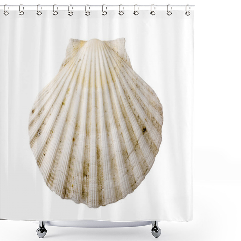 Personality  Scallop Shell Shower Curtains