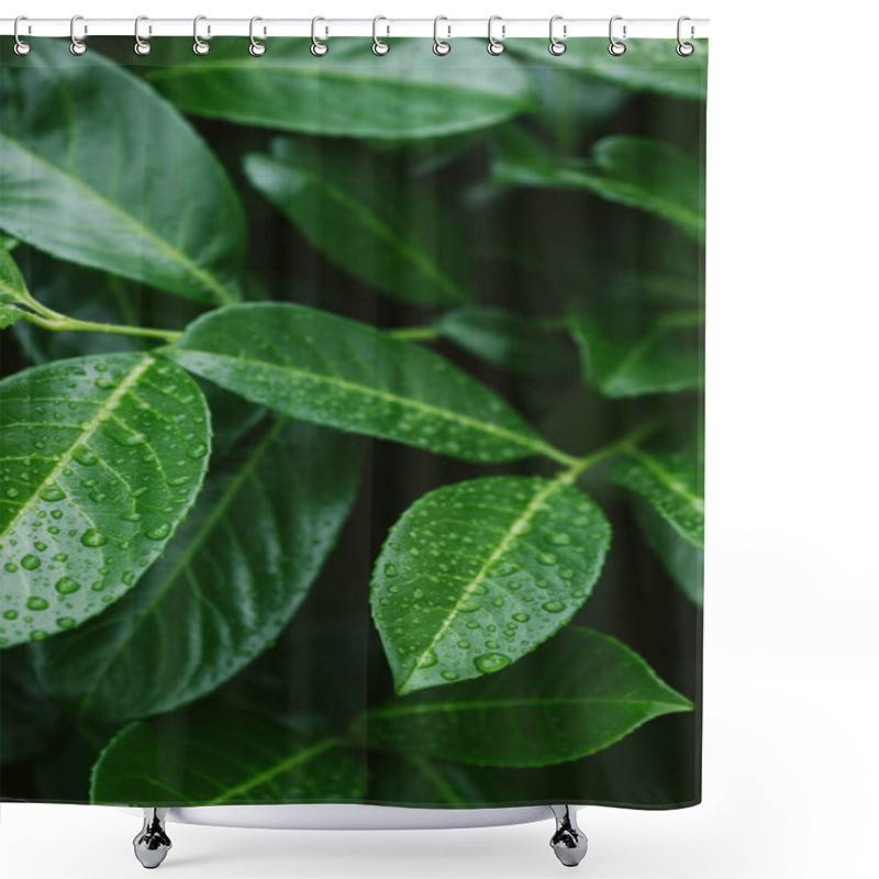 Personality  Green Leaves With Water Drops After Dew Shower Curtains