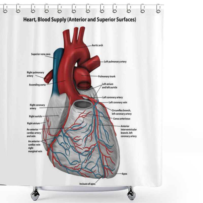 Personality  Heart, Blood Supply (Anterior And Superior Surfaces) Shower Curtains