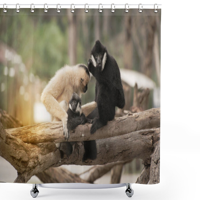 Personality  Family Of Northern White Cheeked Gibbon (Nomascus Leucogenys). Shower Curtains