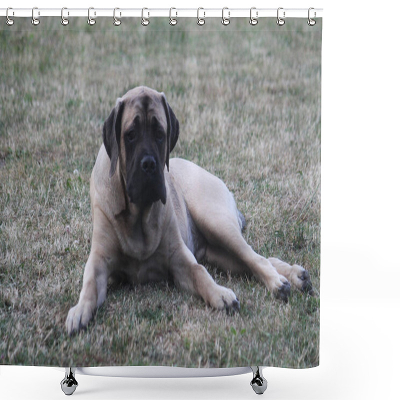 Personality  A Selective Focus Shot Of A Cute English Mastiff Lying In A Backyard Shower Curtains