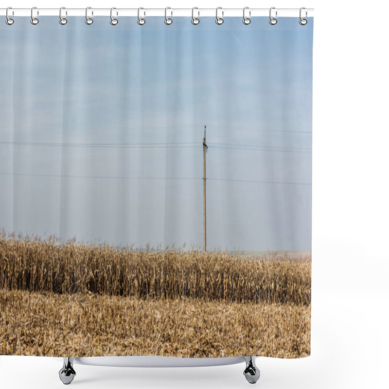 Personality  Golden Rye Field Near Power Line Against Blue Sky  Shower Curtains