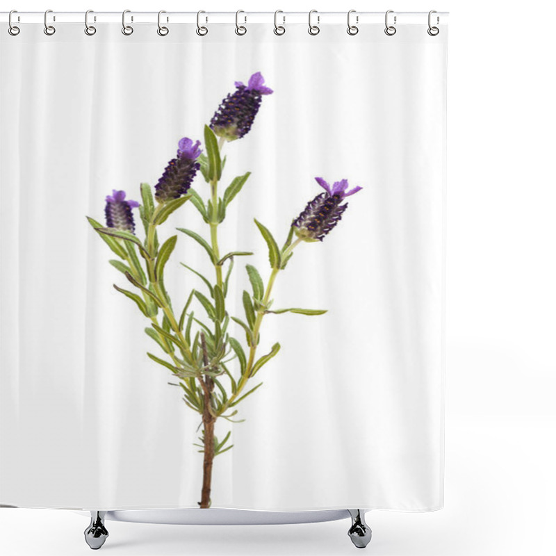 Personality  Lavandula Stoechas, The Spanish Lavender Shower Curtains