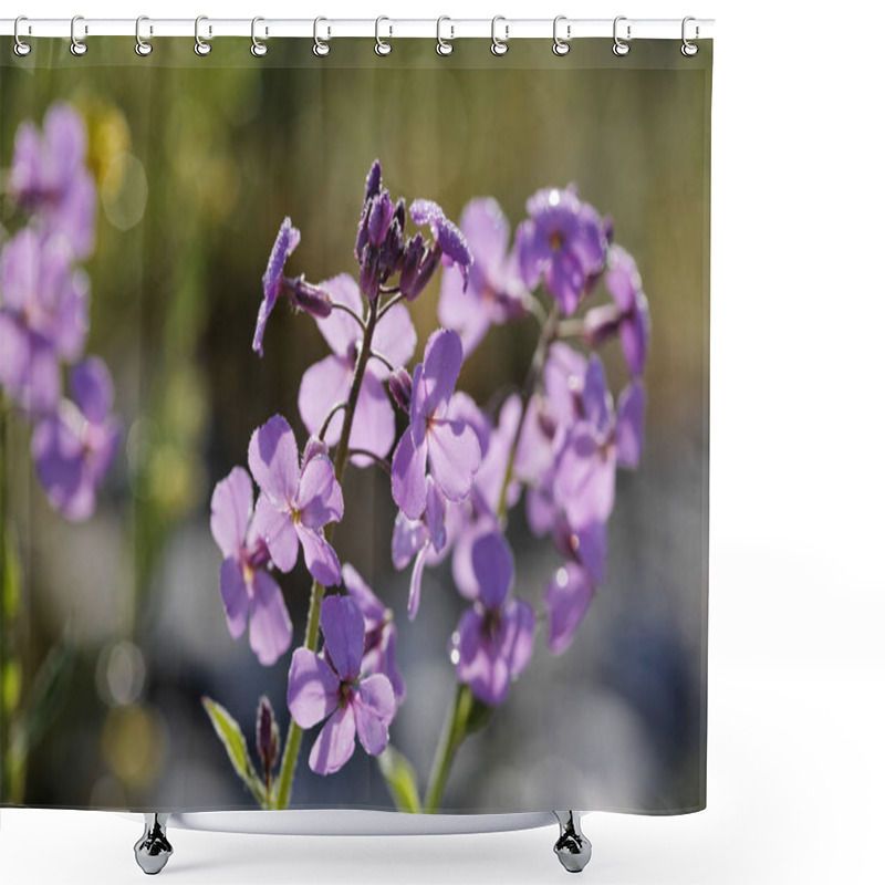 Personality  Dame's Rocket, Hesperis Matronalis Shower Curtains