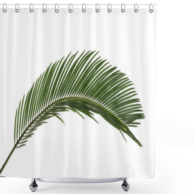 Personality  Beautiful Tropical Sago Palm Leaf On White Background Shower Curtains