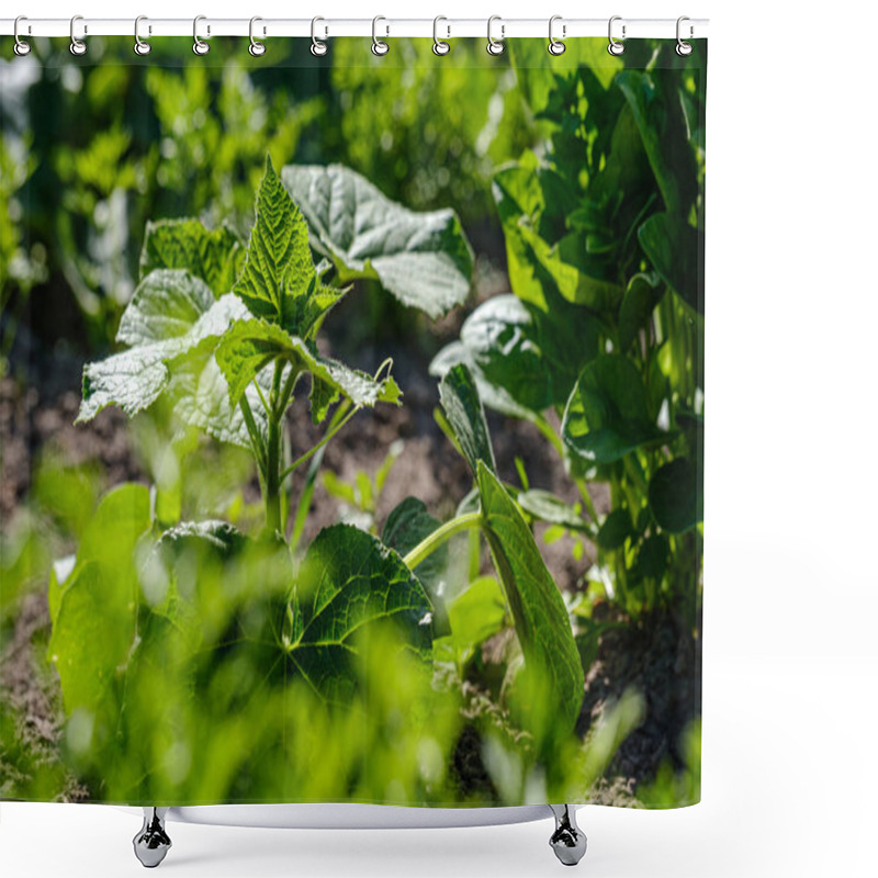 Personality  Eco Gardening, Country Garden With Vegetables, Onion, Potatos An Shower Curtains