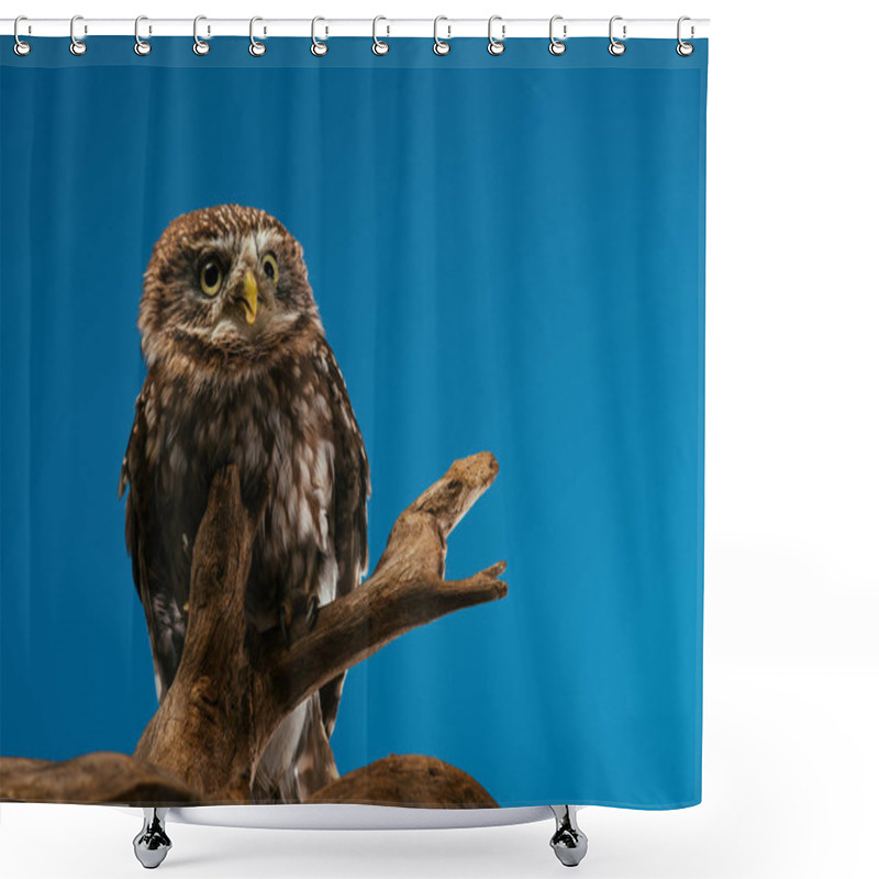 Personality  Cute Wild Owl On Wooden Branch Isolated On Blue Shower Curtains