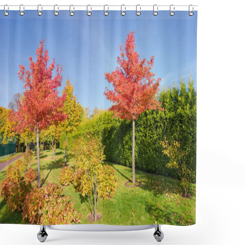 Personality  Young Sweetgum Trees With Autumn Leaves And Fruits In Park Shower Curtains