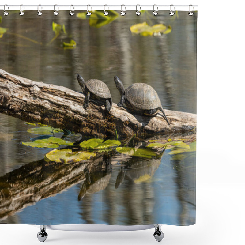 Personality  Closeup Of European Pond Turtles (Emys Orbicularis) Sunbathing On A Piece Of Wood In A Pond Shower Curtains